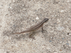 Leiocephalus personatus