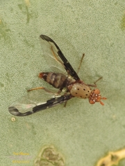 Diacrita costalis