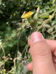 Sonchus oleraceus