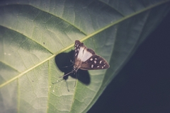 Hyalothyrus neleus