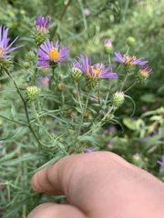 Machaeranthera tanacetifolia