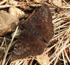 Erynnis meridianus