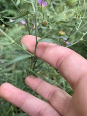 Machaeranthera tanacetifolia