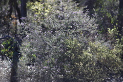 Prostanthera decussata