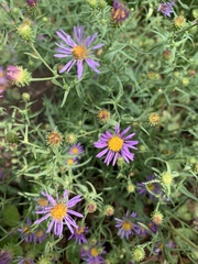 Machaeranthera tanacetifolia