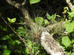 Tillandsia juncea