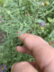 Machaeranthera tanacetifolia