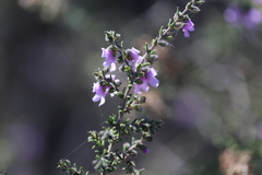Prostanthera decussata