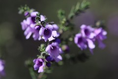Prostanthera decussata