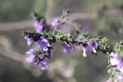 Prostanthera decussata