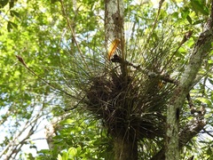 Tillandsia juncea