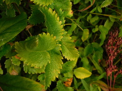 Sanguisorba stipulata