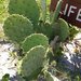 Carolina Prickly-pear Cactus - Photo (c) Ryan Watson, some rights reserved (CC BY), uploaded by Ryan Watson