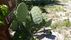 Opuntia tunoidea