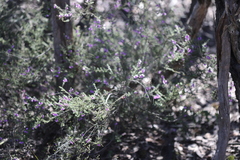 Prostanthera decussata