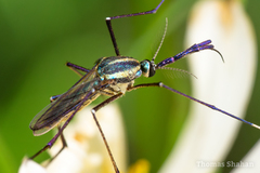 Toxorhynchites rutilus septentrionalis