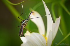 Toxorhynchites rutilus septentrionalis