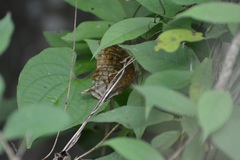 Consul excellens genini