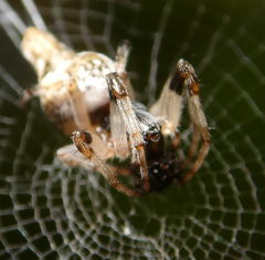 Araneae
