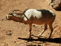 Addax nasomaculatus