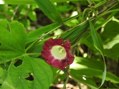 Ipomoea peteri