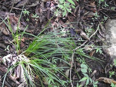 Carex hamata