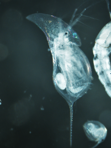 Daphnia retrocurva