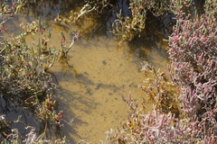 Aedes camptorhynchus