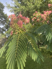Albizia julibrissin
