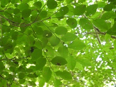 Phyllanthus mocinianus