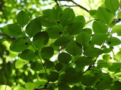 Phyllanthus mocinianus