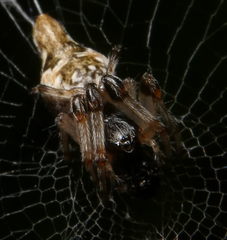 Araneae