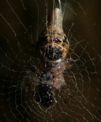 Araneae