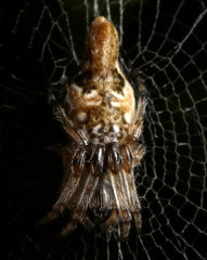 Araneae