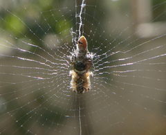 Araneae