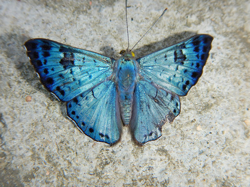 Blue Lasaia