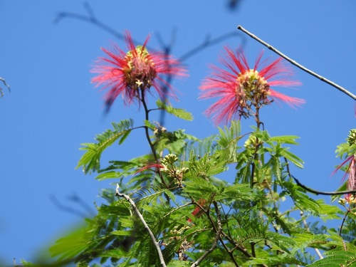 tree calliandra