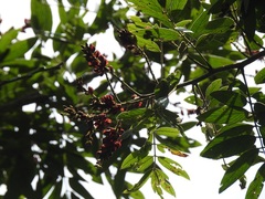 Lonchocarpus rugosus