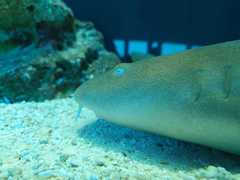Ginglymostoma