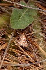 Diastictis