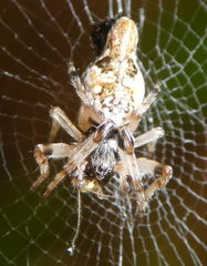 Araneae