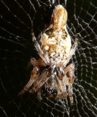 Araneae