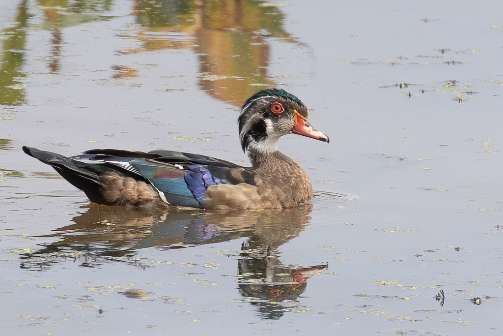 Wood Duck from Chesterfield County, VA, USA on September 11, 2020 at 10