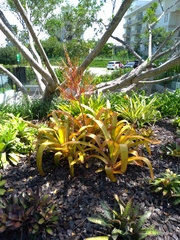 Aechmea blanchetiana