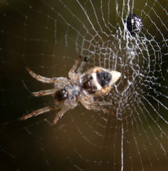 Araneae