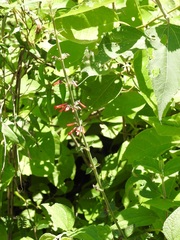 Russelia verticillata