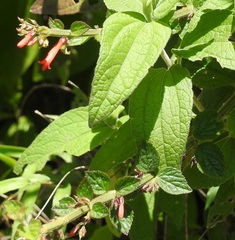 Russelia verticillata