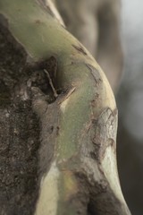 Geoffroea decorticans