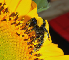 Bombus sonorus
