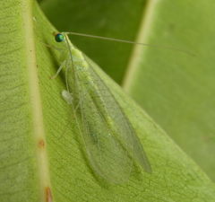 Chrysopidae